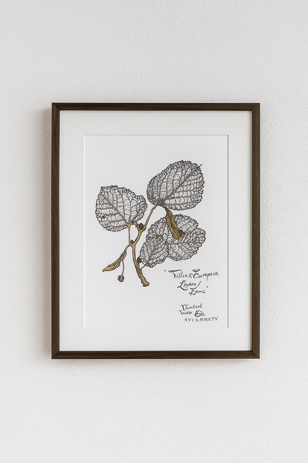 Linden Leaves – Botanical Art Print | Tilia x Europaea Nature Illustration