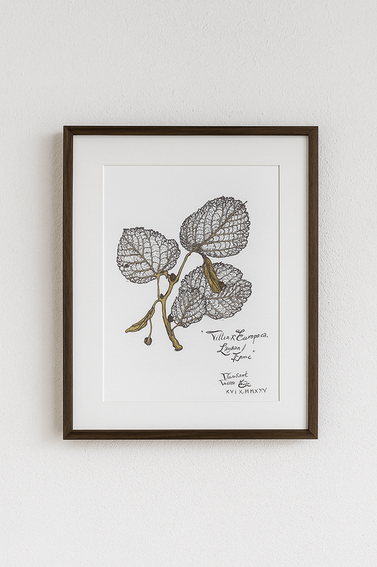 Linden Leaves – Botanical Art Print | Tilia x Europaea Nature Illustration