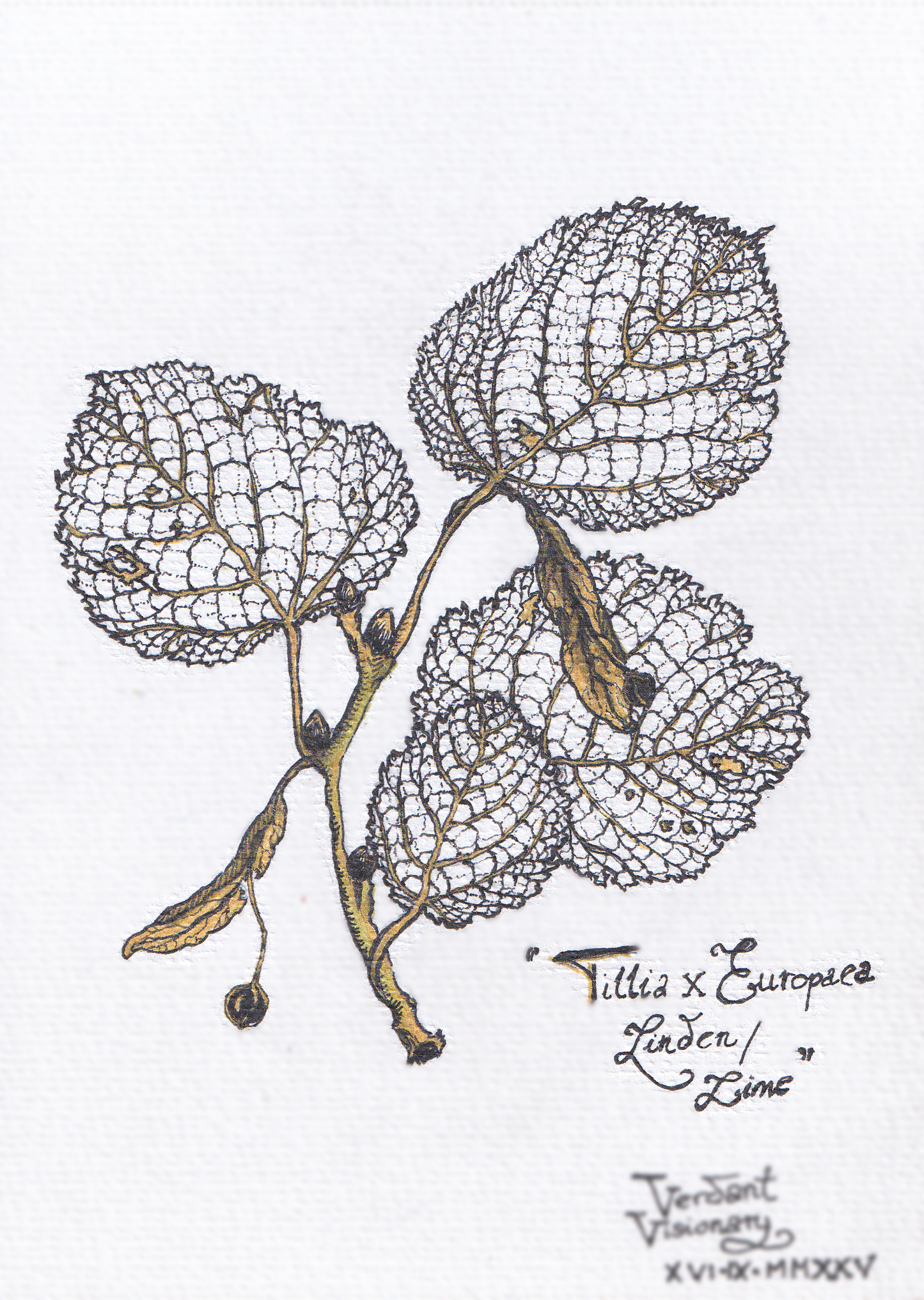 Linden Leaves – Botanical Art Print | Tilia x Europaea Nature Illustration